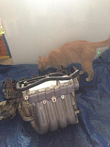 New to EvoM: My introduction.-unnamed.jpg