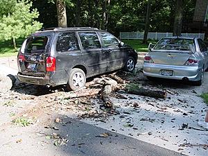 So a tree fell and hit my Evo...-dsc02818-small.jpg