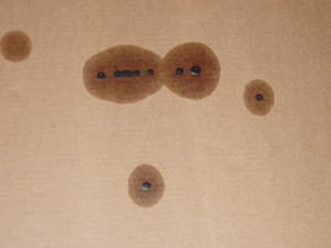 HELP! Does anyone know what is this?-p8210006.jpg