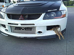 EVO rabbit mod-rabbit2.jpg