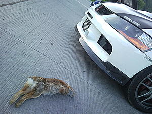 EVO rabbit mod-rabbit.jpg