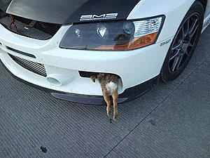 EVO rabbit mod-rabbit1.jpg