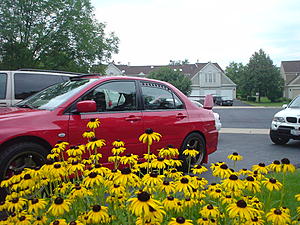 Do the mudflaps look good, or not-dsc01554.jpg