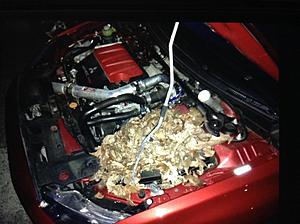 Undertray OEM or SSP?-image.jpg