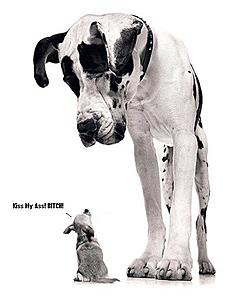 TEMEVO/SFL-dog.jpg