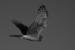 Mt Nebo Ghost's Avatar